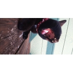 userPhoto