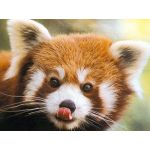しぇんまお