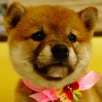 柴犬むぎ