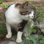 のこ