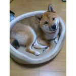 飛鳥