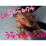 うらヾ(o・ω・o)ノ