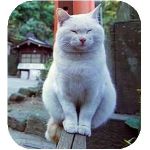 デブネコにゃーん