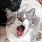 マロピイ