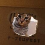 userPhoto