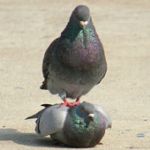 鳥類