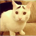 金猫