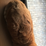 ドンヒョン