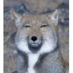 ほしまる