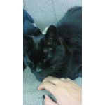 ねこた
