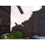 userPhoto