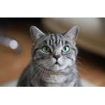 thomasina01