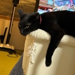 ミヤカワハルト