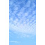 蒼ぬこ