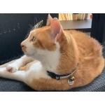 ずんだチャとら