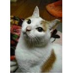 さっちゃん §・。・§
