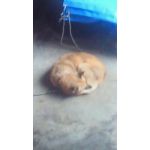 豊犬