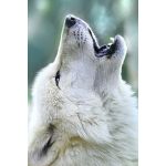 ねくさす