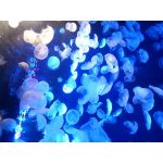 革靴