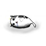 えび猫