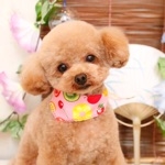 userPhoto