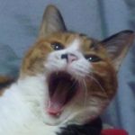 ｗひなｗ