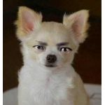 ねおねお