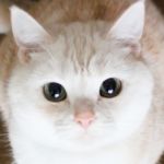 userPhoto