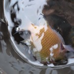 清霜(ㆁᴗㆁ✿)