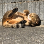 userPhoto