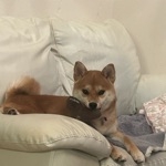 みぃちゃん
