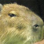 カピバラザクラ