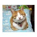 猫あれるぎぃ