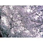 神凪恭一