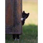 黒猫軍曹