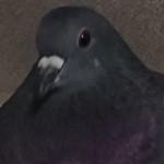 かんぱち