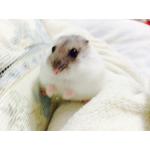 userPhoto