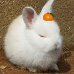 うさちゃんマン
