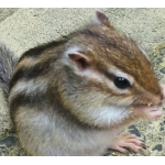 あとしま