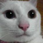 【飛砂走石】ゴロゴロウ