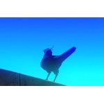 ビリー春原