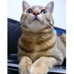 ねこみみや