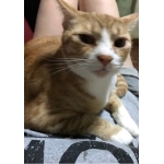 猫。