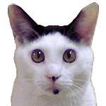 ushineko3