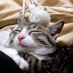 れじゅこ