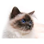 ひきがね
