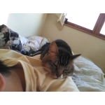 ねこ饅頭