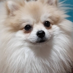 てみー