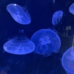 userPhoto