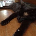 neko少佐